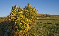 winter gorse